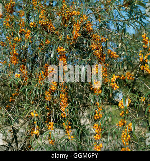 Hippophae rhamnoides - Sea Buckthorn   TRS006665 Stock Photo