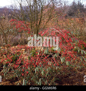 Cotoneaster floccosus   TRS006841 Stock Photo