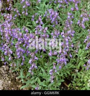 Spanish sage (Salvia lavandulifolia Stock Photo - Alamy