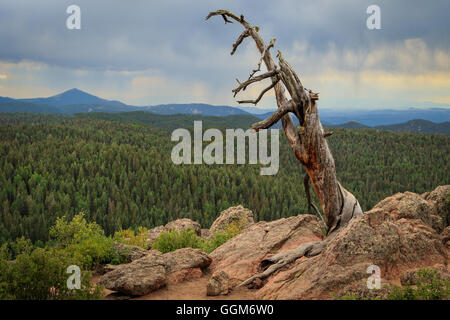 An old dead tree on top of a Grouse Mountain in Colorado's Mueller State Park. Stock Photo