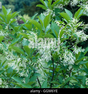 Chionanthus virginicus - North American Fringe Tree   TRS012689 Stock Photo