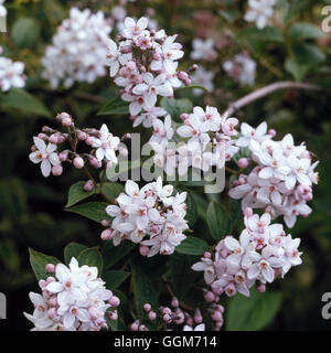 Deutzia x rosea   TRS015866 Stock Photo