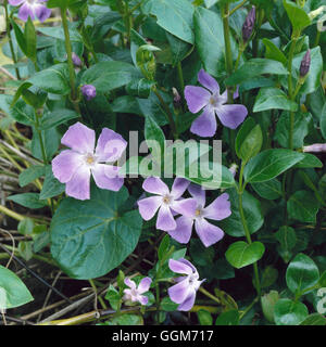 Vinca major - Greater Periwinkle   TRS016169 Stock Photo