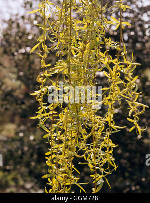 Salix x sepulcralis - var. chrysocoma - Weeping Willow   TRS017968 Stock Photo