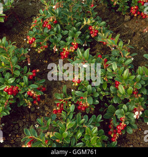 Vaccinium vitis-idaea - Cowberry   TRS021646 Stock Photo