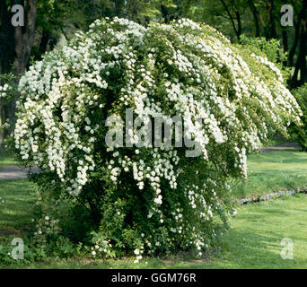 Spiraea x vanhouttei   TRS022897 Stock Photo