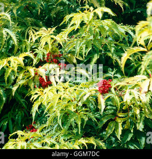 Sambucus racemosa - 'Plumosa Aurea'   TRS028322 Stock Photo