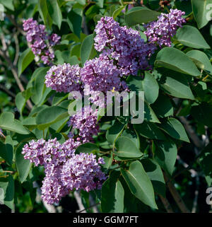 Syringa vulgaris - Common Lilac   TRS030570 Stock Photo