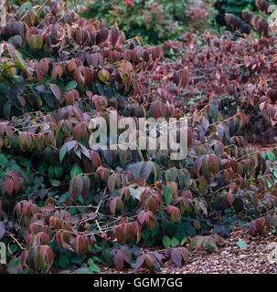 Viburnum plicatum - 'Mariesii' AGM in Autumn colour   TRS031073 Stock Photo