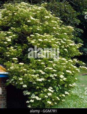 Sambucus nigra - Elder   TRS052874 Stock Photo