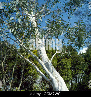 Eucalyptus pauciflora - ssp. niphophila AGM   TRS059558 Stock Photo