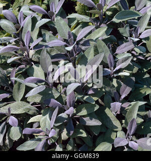 Salvia officinalis - 'Purpurascens' AGM   TRS071184 Stock Photo