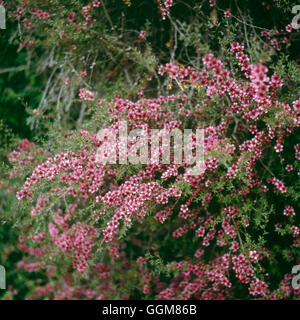 Leptospermum scoparium - Manuka ''Tea-tree'''   TRS079380  ' Stock Photo