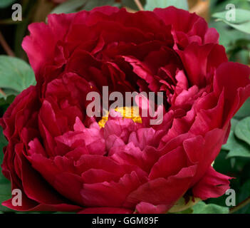 Paeonia suffruticosa - 'Reine Elizabeth'   TRS089211 Stock Photo