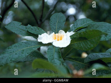 Franklinia alatamaha - Franklin Tree   TRS091809 Stock Photo