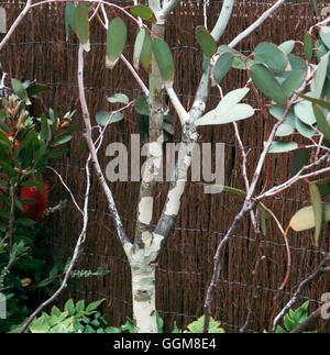 Eucalyptus pauciflora - subsp. debeuzevillei   TRS099678 Stock Photo