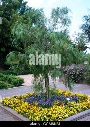 Schinus molle- - Pepper Tree   TRS111703 Stock Photo