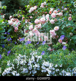 Underplanting- of Rosa 'Cornelia' AGM with Geranium 'Brookside'- and Prostranthera cuneata AGM   ULP111279  Compulsory Stock Photo