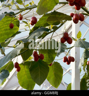 Tamarillo - or Tree Tomato (Cyphomandra betacea)'''''   VEG009450  ' Stock Photo