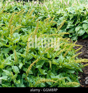 Good King Henry - (Chenopodium bonus-henricus)   VEG012280 Stock Photo