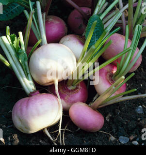 Turnip - Purple-Top Milan   VEG023362 Stock Photo