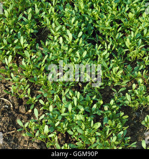 Cress - Common Garden - also known as Pepper Grass and ''Pepperwort'' (Lepidium sativum)'''''   VEG046934  Compul' Stock Photo