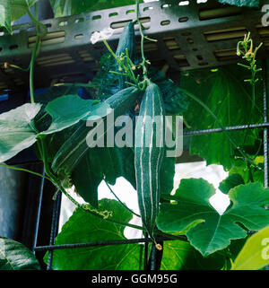 Gourd - Snake Gourd (Trichosanthes cucumerina var.anguina) (Edible)   VEG070366     Photos Horticult Stock Photo
