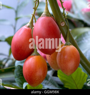 Tamarillo - or Tree Tomato (Cyphomandra betacea)'''''   VEG081689  ' Stock Photo