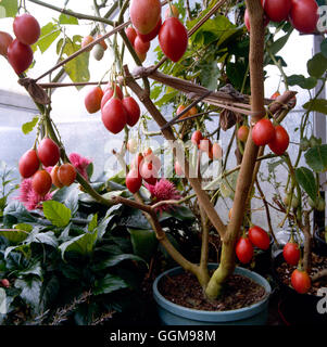 Tamarillo - or Tree Tomato (Cyphomandra betacea)'''''   VEG081693  ' Stock Photo