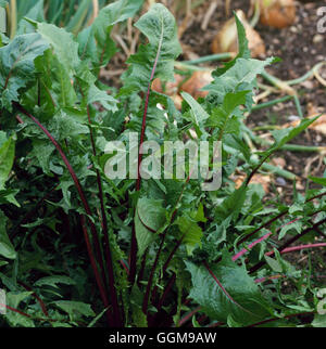 Chicory - Italian Dandilion 'Red Rib' (HDRA - Organic)   VEG096022 Stock Photo