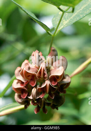 Potato bean, Indian potato, America-hodoimo, American groundnut, or groundnut (Apios americana) Stock Photo