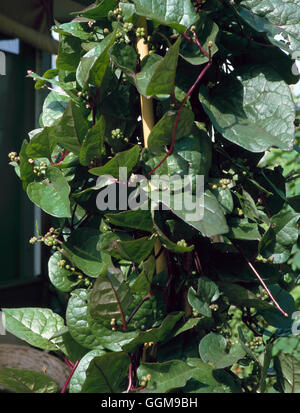 Spinach - Malabar - (Basella rubra var. alba)   VEG099845 Stock Photo
