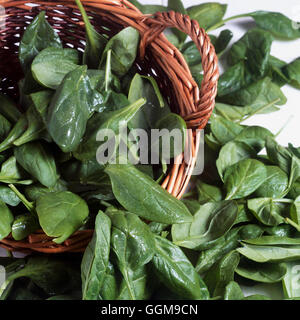 Spinach - Young leaves for steaming or salad   VEG105932 Stock Photo