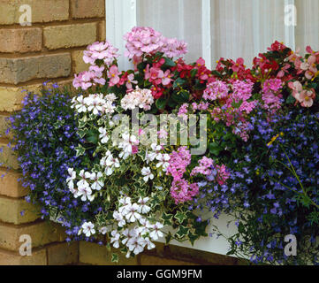 Window Box - planted with Pelargoniums  Lobelia  Begonias and Ivy-leaved Geraniums   WBX022699     P Stock Photo