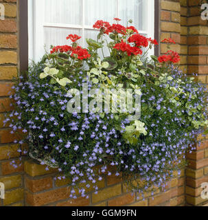 Window Box - planted with Pelargoniums  Lobelia and Helichrysum   WBX035251 Stock Photo