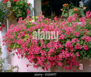 Window Box - planted with Ivy-leaved Pelargoniums   WBX071398 Stock Photo