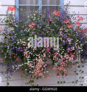 Window Box - planted with Pelargoniums  Lobelia  Discaia  Helichrysum and Scaevola   WBX096943     P Stock Photo