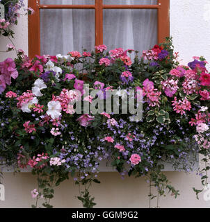 Window Box - planted with Petunias  Pelargoniums  Lobelia and Verbena   WBX096951     Photos Horticu Stock Photo