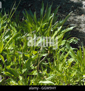 Plantain - Ribwort - (Plantago lanceolata)   WFL061990 Stock Photo