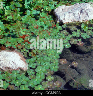 Marsilea quadrifolia - Water Clover   WPL090947 Stock Photo