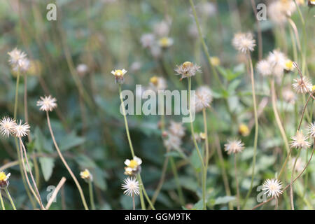 tropics grass flower in the meadow on soft focus of abstract nature background. Stock Photo