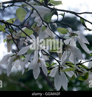 Magnolia x Kewensis 'Wada's Memory' Stock Photo