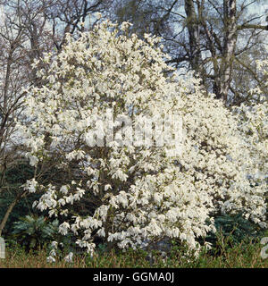 Magnolia x Kewensis 'Wada's Memory' Stock Photo
