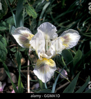 Iris 'Green Spot' (Intermediate Bearded) Stock Photo