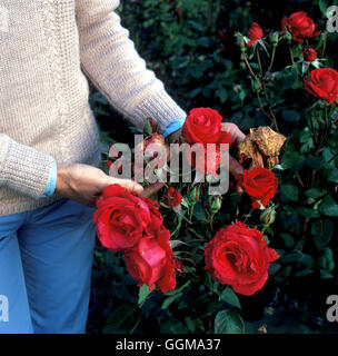 Balling of Rose flowers due to wet weather. Stock Photo