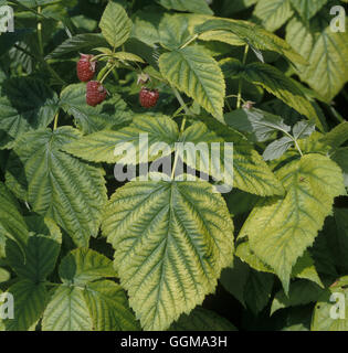 Mineral Deficiency - Lime induced Chlorosis causing Iron deficiency on Raspberry. Stock Photo