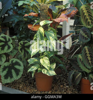 Epipremnum aureum AGM (Syn. Scindapsus aureus).   'Golden Pothos' or 'Devil's Ivy'. Stock Photo