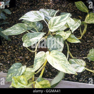 Epipremnum aureum AGM (Syn. Scindapsus aureus).   'Golden Pothos' or 'Devil's Ivy'. Stock Photo