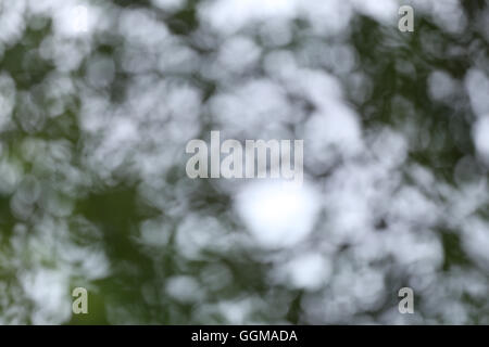Abstract background of green out of focus backdrop for design. Stock Photo