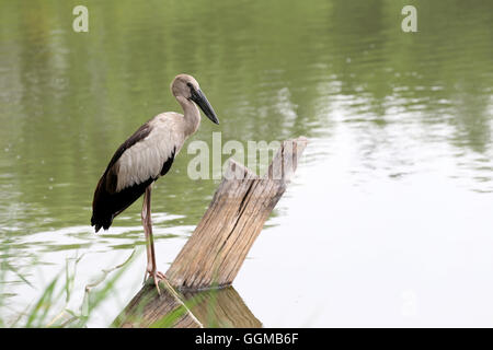 Egret or Pelicans standing on Timber of public park and Seeking the foods. Stock Photo